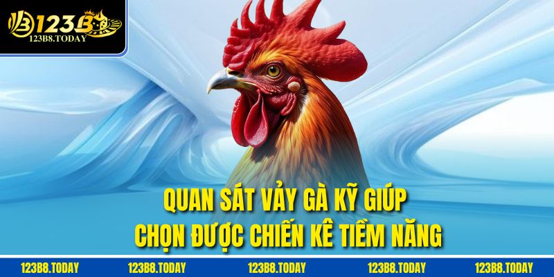 Quan sát vảy gà kỹ giúp chọn được chiến kê tiềm năng