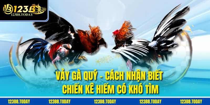 Vảy Gà Quý – Cách Nhận Biết Chiến Kê Hiếm Có Khó Tìm